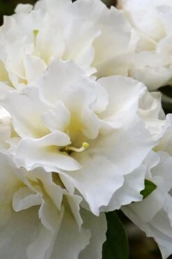 Perfecto Mundo Double White Reblooming Azalea - 2 Gallon Pot -Flowers World Shop azalea perfecto mundo double white 6