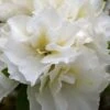 Perfecto Mundo Double White Reblooming Azalea - 2 Gallon Pot -Flowers World Shop azalea perfecto mundo double white 8