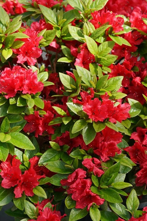 Perfecto Mundo Red Reblooming Azalea - 2 Gallon Pot 8 Perfecto Mundo Red Reblooming Azalea - 2 Gallon Pot - Image 6