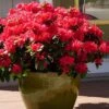 Perfecto Mundo Red Reblooming Azalea - 2 Gallon Pot -Flowers World Shop azalea perfecto mundo red 3 2