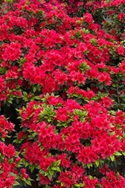 Perfecto Mundo Red Reblooming Azalea - 2 Gallon Pot 13 Perfecto Mundo Red Reblooming Azalea - 2 Gallon Pot -Flowers World Shop azalea perfecto mundo red 5 2