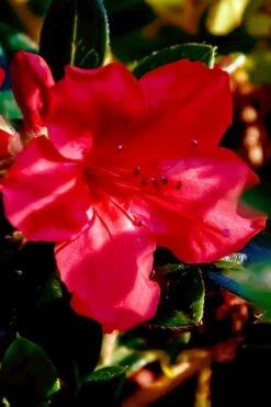 Perfecto Mundo Red Reblooming Azalea - 3 Gallon Pot -Flowers World Shop azalea perfecto mundo red 6