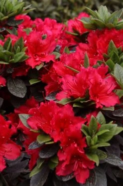 Perfecto Mundo Red Reblooming Azalea - 3 Gallon Pot -Flowers World Shop azalea perfecto mundo red 8