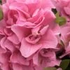 Perfecto Mundo Double Pink Reblooming Azalea - 2 Gallon Pot -Flowers World Shop azalea perfectomundo double pink 100