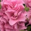 Perfecto Mundo Double Pink Reblooming Azalea - 3 Gallon Pot -Flowers World Shop azalea perfectomundo double pink 101
