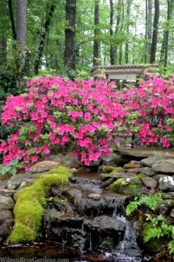 Pink Formosa Azalea - 3 Gallon Pot -Flowers World Shop azalea pink formosa 2