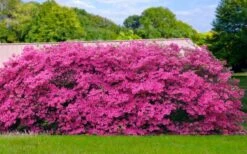 Pink Formosa Azalea - 6 Pack Of 1 Gallon Pots 11 Pink Formosa Azalea - 6 Pack Of 1 Gallon Pots -Flowers World Shop azalea pink formosa 4 1