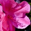 Pink Formosa Azalea - 3 Gallon Pot -Flowers World Shop azalea pink formosa 5
