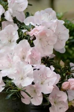 Tsuki No Shimo Satsuki Azalea - 3 Gallon Pot -Flowers World Shop azalea satsuki tsuki no shimo 100 1