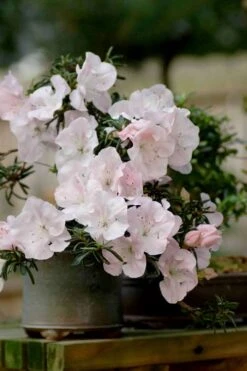 Tsuki No Shimo Satsuki Azalea - 3 Gallon Pot -Flowers World Shop azalea satsuki tsuki no shimo 101 1