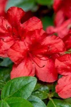 Stewartstonian Azalea - 3 Gallon Pot 14 Stewartstonian Azalea - 3 Gallon Pot -Flowers World Shop azalea stewartstonian 2