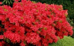 Stewartstonian Azalea - 3 Gallon Pot 17 Stewartstonian Azalea - 3 Gallon Pot -Flowers World Shop azalea stewartstonian 3