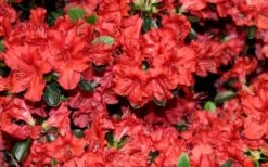 Stewartstonian Azalea - 3 Gallon Pot 19 Stewartstonian Azalea - 3 Gallon Pot -Flowers World Shop azalea stewartstonian 4