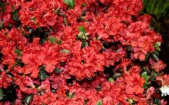 Stewartstonian Azalea - 1 Gallon Pot -Flowers World Shop azalea stewartstonian 6 1