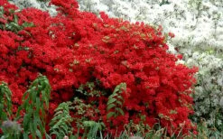 Stewartstonian Azalea - 1 Gallon Pot -Flowers World Shop azalea stewartstonian 7 1