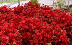 Stewartstonian Azalea - 3 Gallon Pot 16 Stewartstonian Azalea - 3 Gallon Pot -Flowers World Shop azalea stewartstonian 8