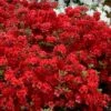 Stewartstonian Azalea - 3 Gallon Pot -Flowers World Shop azalea stewartstonian 9