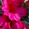 Temple Alexandra Aromi Evergreen Azalea - 1 Gallon Pot -Flowers World Shop azalea temple alexandra 2