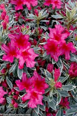 The Robe Azalea - 2 Gallon Pot -Flowers World Shop azalea the robe 3