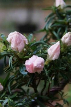 Tsuki No Shimo Satsuki Azalea - 1 Gallon Pot -Flowers World Shop azalea tsuki no shimo 2