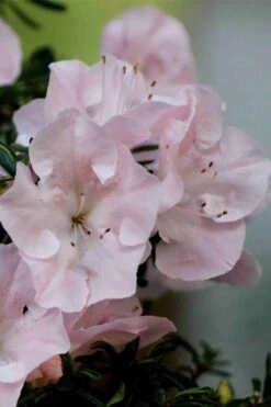 Tsuki No Shimo Satsuki Azalea - 3 Gallon Pot -Flowers World Shop azalea tsuki no shimo 3 1