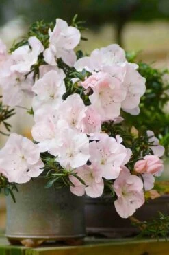 Tsuki No Shimo Satsuki Azalea - 3 Gallon Pot -Flowers World Shop azalea tsuki no shimo 6 1