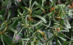 Tsuki No Shimo Satsuki Azalea - 3 Gallon Pot -Flowers World Shop azalea tsuki no shimo 7 1