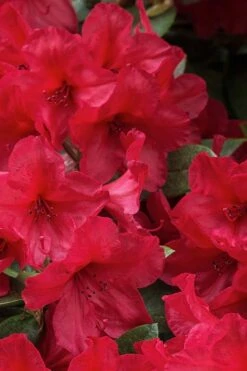 Vivid Azalea - 1 Gallon Pot