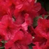 Vivid Azalea - 6 Pack Of 1 Gallon Pots