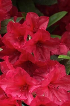 Vivid Azalea - 1 Gallon Pot -Flowers World Shop azalea vivid red 2 1