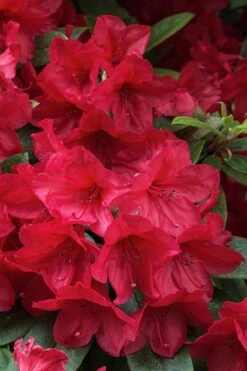 Vivid Azalea - 6 Pack Of 1 Gallon Pots -Flowers World Shop azalea vivid red 3