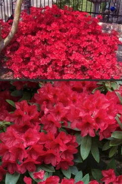 Vivid Azalea - 6 Pack Of 1 Gallon Pots -Flowers World Shop azalea vivid red 4