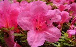 Chinzan Dwarf Azalea - 1 Gallon Pot -Flowers World Shop azaleachinzan
