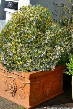 Sunburst Variegated Korean Boxwood - 1 Gallon Pot -Flowers World Shop boxwood sunburst golden 11