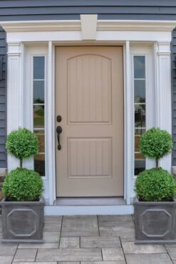 Common Boxwood 2-Ball Poodle Tier Topiary (Buxus Sempervirens) - 3 Gallon Pot (Short) -Flowers World Shop boxwood two ball poodle tier 2