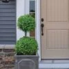 Common Boxwood 2-Ball Poodle Tier Topiary (Buxus Sempervirens) - 3 Gallon Pot (Short) -Flowers World Shop boxwood two ball poodle tier 3