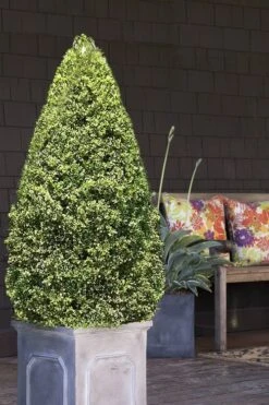 Variegated Boxwood (Buxus Sempervirens 'Aureovariegata') - 2 Gallon Pot - SALE 12 Variegated Boxwood (Buxus Sempervirens 'Aureovariegata') - 2 Gallon Pot - SALE -Flowers World Shop boxwood variegated cone 2 2