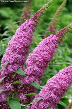 Pugster Pinker Butterfly Bush (Buddleia) - 3 Gallon Pot -Flowers World Shop buddleai pugster pinker butterfly bush 1