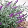 Lo & Behold Blue Chip Junior Butterfly Bush - 3 Gallon Pot -Flowers World Shop buddleia blue chip junior butterfly bush 10 1