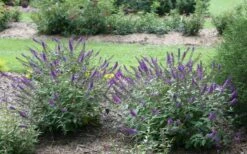 Lo & Behold Blue Chip Junior Butterfly Bush - 3 Gallon Pot -Flowers World Shop buddleia blue chip junior butterfly bush 2 1
