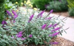 Lo & Behold Blue Chip Junior Butterfly Bush - 3 Gallon Pot -Flowers World Shop buddleia blue chip junior butterfly bush 7 1