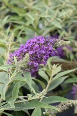 Lo & Behold Blue Chip Junior Butterfly Bush - 3 Gallon Pot -Flowers World Shop buddleia blue chip junior butterfly bush 8 1