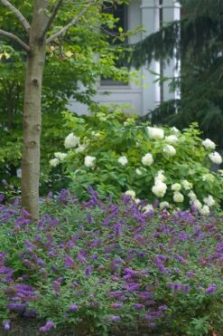 Lo & Behold Blue Chip Junior Butterfly Bush - 5 Pack Of Quart Pots -Flowers World Shop buddleia blue chip junior butterfly bush 9