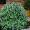 Gordo Boxwood - 5 Pack Of Quart Pots -Flowers World Shop buxus gordo boxwood 1 1