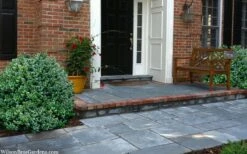 Gordo Boxwood - 5 Pack Of Quart Pots -Flowers World Shop buxus gordo boxwood 2 1