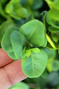 Gordo Boxwood - 1 Gallon Pot -Flowers World Shop buxus gordo boxwood 3