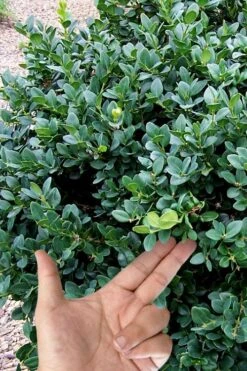 Gordo Boxwood - 1 Gallon Pot -Flowers World Shop buxus gordo boxwood 4