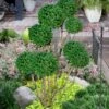 Green Mountain Boxwood Pom Pom Topiary - 7 Gallon Pot -Flowers World Shop buxus green mountain boxwood pom pom topiary 2