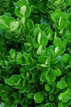 Richard Boxwood (Buxus Harlandii) - 3 Gallon Pot -Flowers World Shop buxus harlandii richard dwarf boxwood 2
