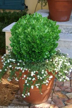 Richard Boxwood (Buxus Harlandii) - 3 Gallon Pot -Flowers World Shop buxus harlandii richard dwarf boxwood 4